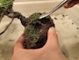 再利用できる苔ははがす