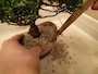 植込み用土を鉢と根の隙間に入れます