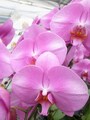 0pink