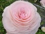 13pink