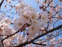 背景が青空だと桜もより美しく見える