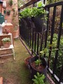 鉢植え