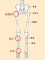 股関節