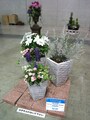 「Spring is coming!!～春の訪れ」