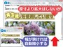 基本は原寸で表示するものの、描画領域が狭ければ自動縮小する