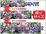 画像の最大幅・最小幅を限定する