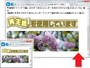原寸サイズより拡大はしない範囲で、画面幅に合わせて自動調整