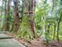 指定天然記念物の老杉＠白山比め神社