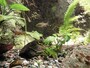 県内では絶滅した国指定天然記念物「ミヤコタナゴ」