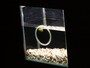 水族館に隣接する宝蔵寺沼のみで自生する国指定天然記念物「ムジナモ」