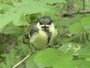 シジュウカラ