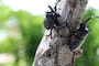 慣れてみると、意外な美しさに驚かされる虫の世界を昆虫図鑑や絵本で深めてみては？