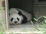 パンダ寝そべり