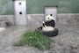 神戸パンダ　ごきげん