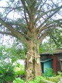 カヤの巨木