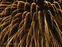 花火見分け方