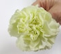 カーネーション生花