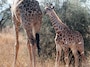 giraffebaby
