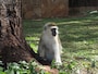 savannamonkey