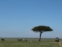 savanna