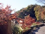 鎌倉中央公園バス停付近の紅葉