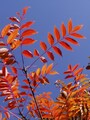 ハゼの紅葉