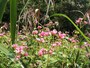 谷戸の湿地・秋のお花畑（10月）