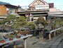 盆栽町に点在する盆栽園「藤樹園」