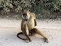baboon