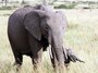 elephantbaby