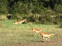 impalajump