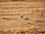 jackal