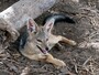 blackbackedjackal