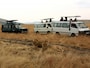lionwatching