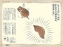 小学生の図鑑ランキング第1位『おもしろい！ 進化のふしぎ ざんねんないきもの事典』