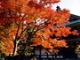 仏殿を彩るモミジ