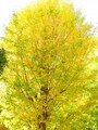 白旗神社のイチョウの木