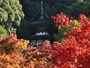 永観堂の紅葉
