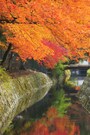 秋の「哲学の道」　美しく色付いた紅葉
