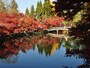 永観堂　放生池付近の紅葉