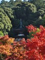 永観堂　「多宝塔」と紅葉