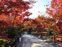 「もみじの永観堂」と呼ばれる京都有数の紅葉の名所