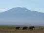 kilimanjaro