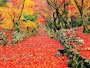 紅葉の鶏足寺