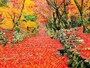 鶏足寺の紅葉