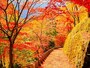 野山、高城山の紅葉