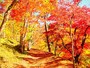 最上山公園もみじ山の紅葉