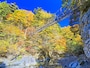祖谷渓、奥祖谷二重かずら橋の紅葉