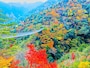五家荘、梅の木轟公園吊橋の紅葉