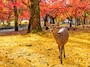 奈良公園の紅葉とシカ